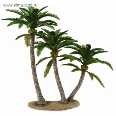 Растение - пальма кокосовая на берегу океана