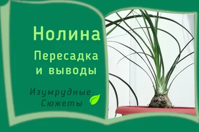 Нолина Рекурвата (Бокарнея отогнутая) разветвленная H110 D29 см 4BEREV233  купить по цене 20 588 руб. в Москве | Фикус Маркет