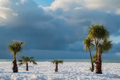 Пальмы в снегу фотографии