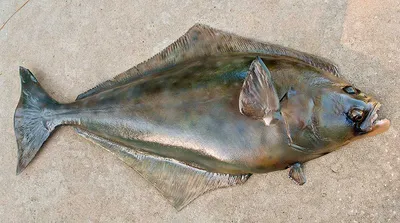 Палтус — что за рыба. Как выглядит рыба палтус и где водится, ее размеры и  вес, чем питается.