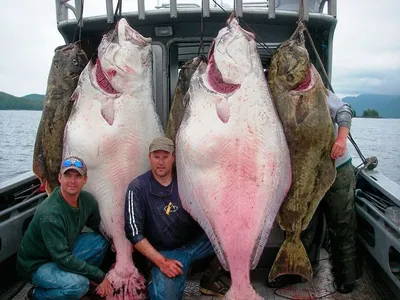 Палтус - громадная рыба холодных вод – Это Сибирь!