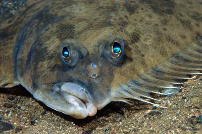 Палтус. Интересные факты о самой странной рыбе | Мегалодон | Дзен