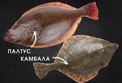 Камбала и палтус: чем отличаются и чем схожи | fish2o | производитель  премиум лосося | Дзен