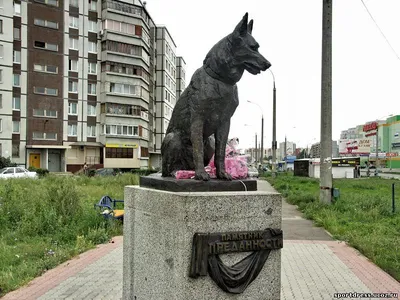 За что в Тольятти поставили памятник собаке | ИСКРА | Дзен