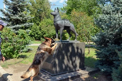Памятник преданности — в честь немецкой овчарки, много лет ждавшей своих  погибших хозяев
