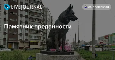 История о собаке из Тольятти, которая всю жизнь прожила на обочине | Пикабу