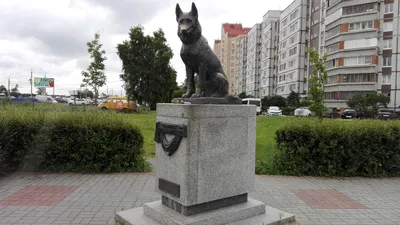 Самому верному псу, научившему нас любви и преданности». В Тольятти стоит  памятник верности овчарке, ждавшей 7 лет своих хозяев | Собакин город | Дзен