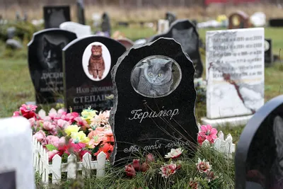 Меньшие с большим сердцем: 14 самых трогательных памятников животным –  Москва 24, 04.10.2015