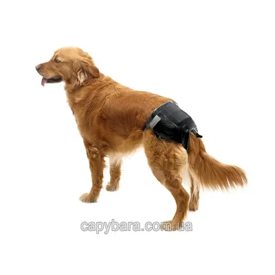 TX-23641 Памперсы для кобелей TrixieDiapers for Male Dogs (S-M: 30–46см *  12шт) Trixie TX-23641 ТРИКСИ Украина