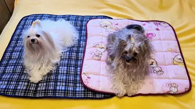 Пеленки Trixie для собак, 30 x 50 см, 7 шт. (целлюлоза) от бренда Trixie