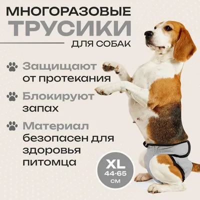 Купить Супервпитывающие моющиеся подгузники для собак для удобных  санитарных трусов | Joom