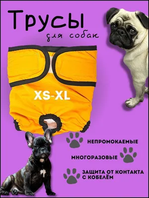 Трусы для собаки во время течки многоразовые XL, подгузники для собак  крупных пород впитывающие - купить с доставкой по выгодным ценам в  интернет-магазине OZON (592285768)