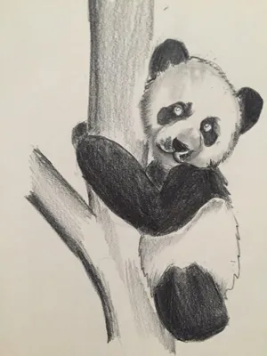 Рисунок панда милая (69 фото) » Рисунки для срисовки и не только