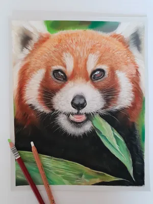 Забавный мультяшный панда штриховой рисунок чернил эскиз панды | Премиум  векторы