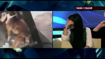С собакой так приютно | Пикабу