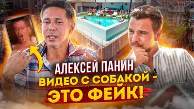 Мемы про Алексея Панина и собаку - сюжет на НТВ