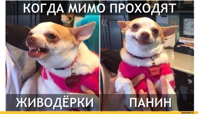 Панин с собакой: истории из жизни, советы, новости, юмор и картинки — Все  посты, страница 35 | Пикабу