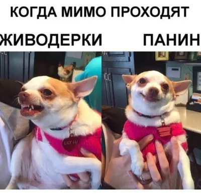 Pedigree объявила Алексея Панина амбассадором марки в России | Амброзия |  Дзен