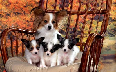 Папийон — MyPets.kg