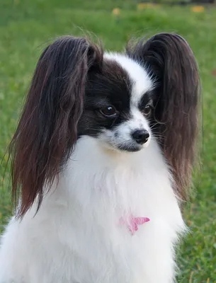 Картинки с выставки собак Crufts: чемпион-папийон Дилан и другие - BBC News  Русская служба