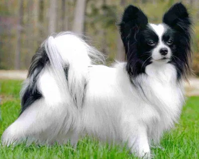 Папийон (Papillon) (Породы собак) папильон собака, папильон фото, порода  папильон, порода собак папильон, собака бабочка, папильон питомник, папийон  купить, питомник папийонов, папийон Энциклопедия о животных EGIDA.BY