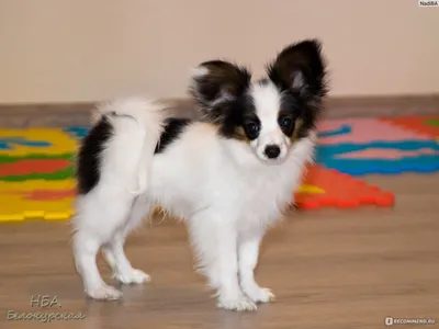 Фото Папильон собака Papillon животное