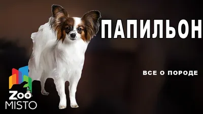 Континентальный той-спаниэль (папильон, папийон) - «Бабочка или  Континентальный той-спаниель, папильон, папийон собака Королей.» | отзывы