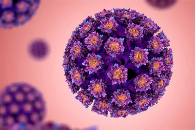 Вирус папилломы человека: где можно заразиться, какие виды способны  привести к раку и кому нужна вакцинация