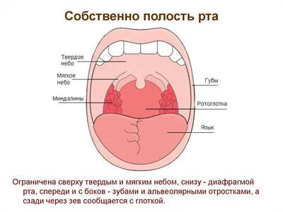 Стоматит: лечение, симптомы, виды, признаки у взрослых и детей