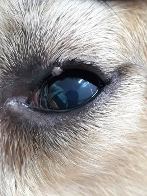 Папиллома у собаки на глазу фото фотографии
