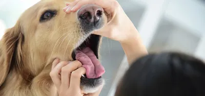 Папиллома на ухе у собаки | \"Компаньон\" - Ветеринарная Клиника в Минске