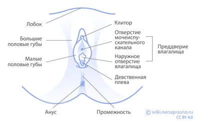 Кондиломы и папилломы: в чем разница | МЦ Лазерсвiт