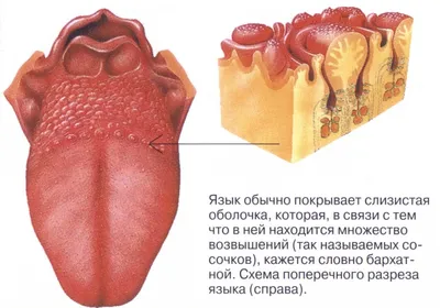 СВЯЗЬ ВИРУСА ПАПИЛЛОМЫ ЧЕЛОВЕКА С РАЗВИТИЕМ ЛЕЙКОПЛАКИИ СЛИЗИСТОЙ ОБОЛОЧКИ  ПОЛОСТИ РТА – тема научной статьи по клинической медицине читайте бесплатно  текст научно-исследовательской работы в электронной библиотеке КиберЛенинка