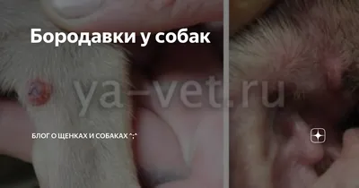 клиническийслучай Собака французский бульдог 11 мес🐶. Диагноз  папилломатоз, в анамнезе - атопия. Папилломы на слизистой ротовой полости…  | Instagram