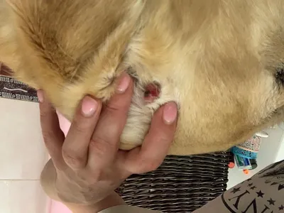 Ветеринарный дерматолог (@dermatolog_vet) • Instagram photos and videos