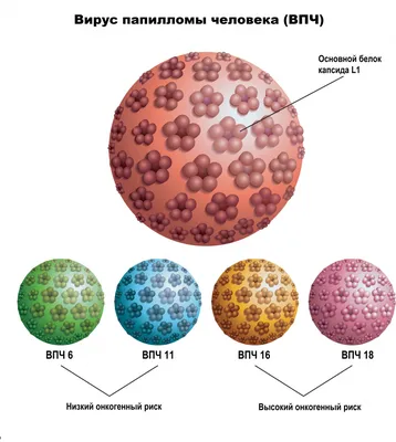 В чем опасность вируса папилломы человека? | Официальный сайт  государственного бюджетного учреждения здравоохранения «Выборгская  межрайонная больница»