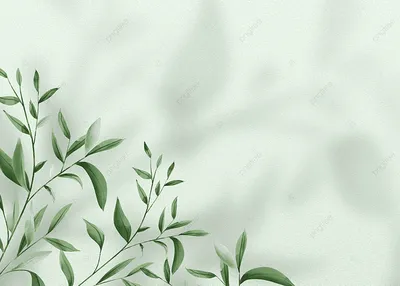 Скачать 1350x2400 ветки, листья, резной, зеленый, растение, тропический обои,  картинки iphone 8+/7+/6s+/6+ for parallax | Зеленые фоны, Зеленый,  Тропические обои