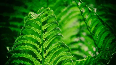 Pin by wallpapers.com on WALLPAPERS | Green leaf wallpaper, Fern wallpaper,  Plant wallpaper