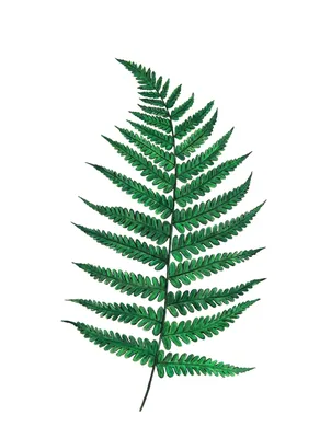 Растение искусственное Папоротник в горшке высота 38 см купить недорого в  интернет-магазине товаров для декора Бауцентр