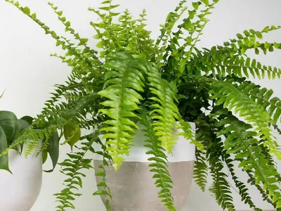 Растение искусственное Папоротник в кашпо высота 28 см микс купить недорого  в интернет-магазине товаров для декора Бауцентр