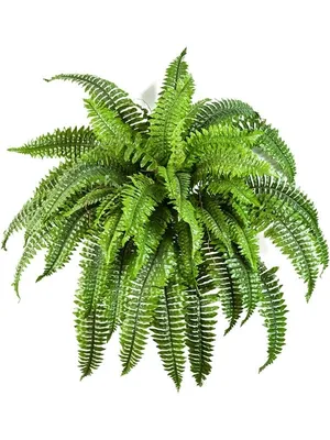 File:Папоротник Многоножка обыкновенная (Polypodium vulgare).jpg -  Wikimedia Commons