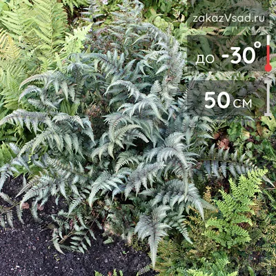 Папоротник папоротник-орляка (aquilinum Pteridium) Стоковое Изображение -  изображение насчитывающей кусты, падение: 60331083