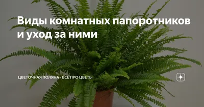 Что это за вид папоротника? - Папоротники, комнатные растения с фото и  названиями - GreenInfo.ru