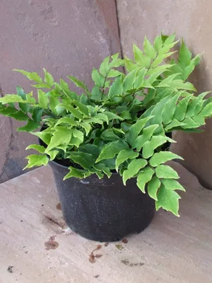 Комнатное растение Дриоптерис — фото, описание и уход. Вредители и болезни  растений, борьба с ними