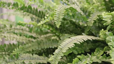 Комнатное растение Асплениум купить в Краснодаре недорого - доставка 24 часа