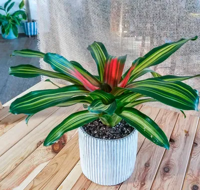 5 видов комнатных растений, которые легче всего выращивать :: myPlants