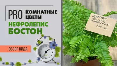 Как ухаживать за кротоном - Agro-Market24