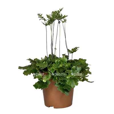 Растение комнатное GRIN Store Аглаонема Крит в пластиковом кашпо с  дренажной системой полива Эви РС100.1 | AliExpress