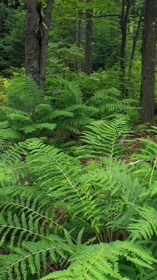 Папоротник лесной \"Орляк\" (Pteridium aquilinum) - «♥ Лесной папоротник дома  на подоконнике ♥» | отзывы