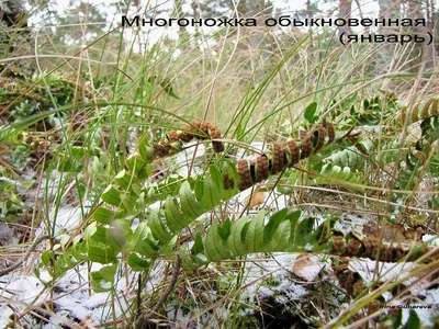 Папоротник орляк — любоваться или съесть? Сбор, заготовка, рецепты. Фото —  Ботаничка